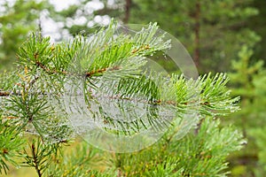 Dewy Spider web at a pine branch