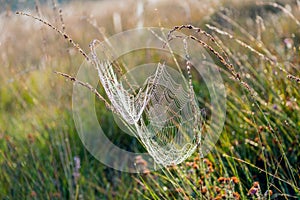Dewy spider web between stems of grasses