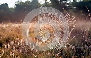 Dewy spider web between stems of grasses