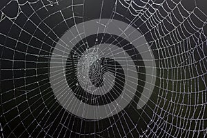 Dewy Spiders Web