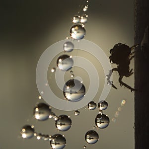 Dewy spiderweb with a spider