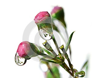 Dewy spring buds