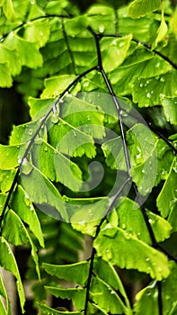 Dewy suplir deciration plant