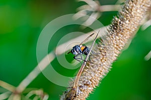 Dewy tachinid fly sitting on bent