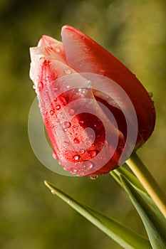 Dewy tulip