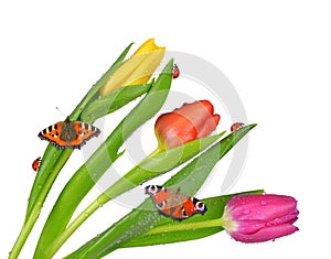 Dewy tulips with butterflies