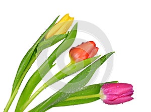 Dewy tulips with green leaf