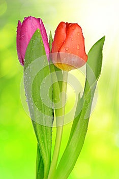 Dewy tulips with green leaf