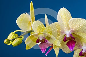 A dewy yellow orchid