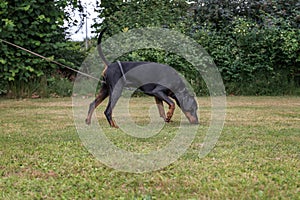 Black and tan dobermann with natural ears and tail training for schutzhund, igp, ipo photo
