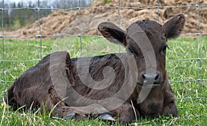 Dexter Calf Resting in the Pasture photo