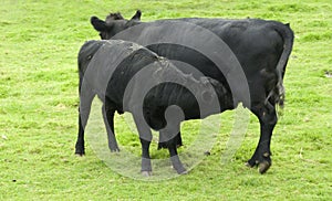 Dexter Cattle
