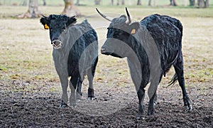 A black Dexter cow and bull. photo