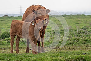 Dexter Cow and Calf photo