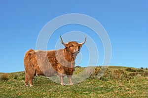 Dexter Highland Cow photo