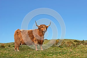 Dexter Highland Cow