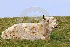 Dexter Highland Cow photo
