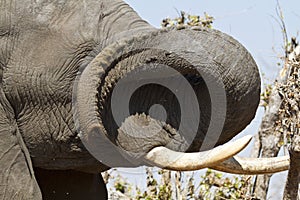 Dexterous African Elephant trunk.
