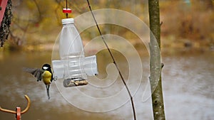 Dexterous little bird titmouse hovers at the feeder