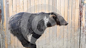 Dexterous teddy bear skillfully catches tasty snacks standing on a wooden pole