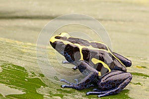 Deying poison dart frog Dendrobates tinctorius photo