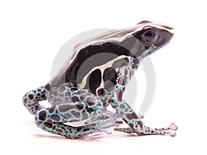 Deying poison dart frog, Dendrobates tinctorius powder blue photo