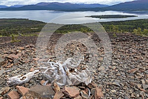 Dezadeash lake, near Haines Junction