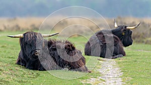 Twee Schotse Hooglanders in de vrije natuur photo