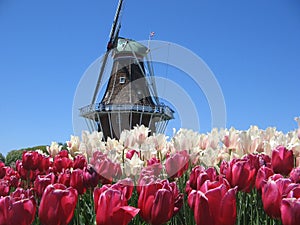 DeZwaan Windmill Island