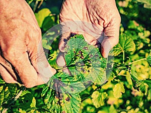 DGardener shows disease of red and black currants, infection with Gallic aphids Anthracnose