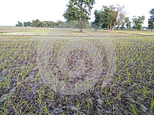 Dhaan agriculture farming ziri flood water rainy crop rice plants trees india