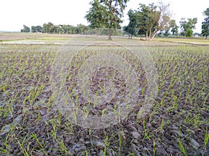 Dhaan agriculture farming ziri flood water rainy crop rice plants trees  khet nadi rice plants