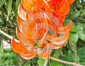 dhak flower
