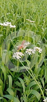 Dhania flower in wheats farm