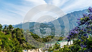 Dharamshala of Himachal Pradesh surrounded by cedar forests and Dhauladhar mountain range