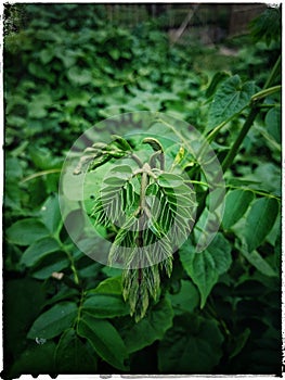 Green flat long leaf
