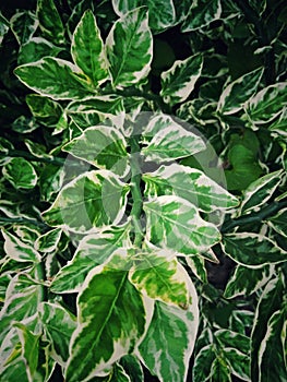 Green flat long leaf