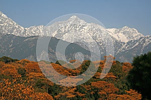 Dhauladhar Himalayas view from Tea Garden