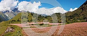 Dhaulagiri himal with buckwheat field