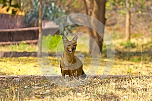 Dhole