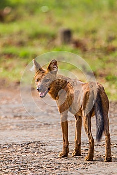 Dhole, or Asian wild dog, is seen in the Jungle parks of India