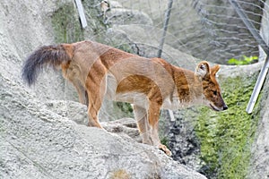 Dhole (Cuon alpinus)