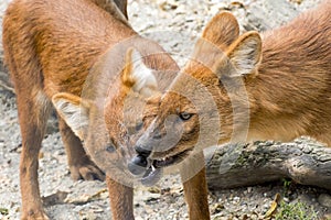 Dhole (Cuon alpinus)