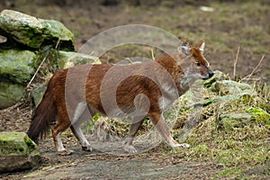 Dhole (Cuon alpinus)