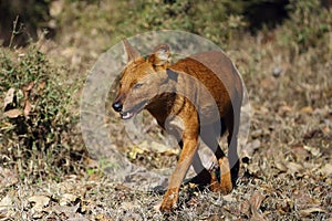 The dhole (Cuon alpinus) or Asian wild dog