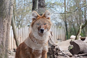 The dhole, Cuon alpinus, Asiatic Wild Dog, red dog, whistling dog, an endangered large carnivore