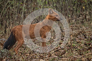 Dhole - Cuon alpinus, beautiful iconic Indian Wild Dog from South and Southeast Asian forests and jungles