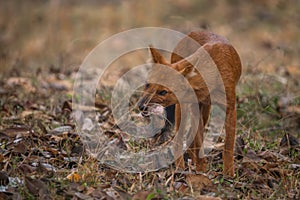 Dhole - Cuon alpinus, beautiful iconic Indian Wild Dog from South and Southeast Asian forests and jungles