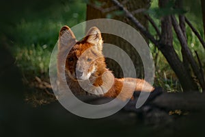 Dhole, Cuon alpinus lepturus, canid wild dog native to Central, South, East and Southeast Asia. Detail close-up portrait of orange