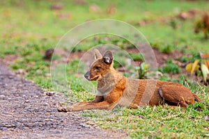 Dhole or Indian Wild Dog lying alongside the road resting after a hunt in Tadoba National Park